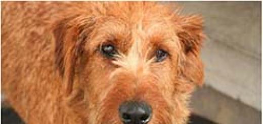 Мочекаменная болезнь у собак: симптомы и лечение Лечебный корм для собак при мкб