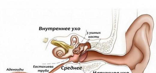 Анатомия уха человека: строение органов слуха