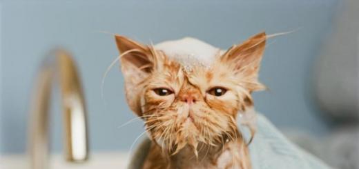 Купаем кошку правильно в домашних условиях: что делать, если она боится воды и царапается, как часто купать Как купать кота который боится воды